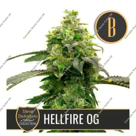 Steves Hellfire OG Feminized Marijuana Strain by Blim Burn For Sale Online at Cannabis Seeds Outlet