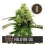Steves Hellfire OG Feminized Marijuana Strain by Blim Burn For Sale Online at Cannabis Seeds Outlet