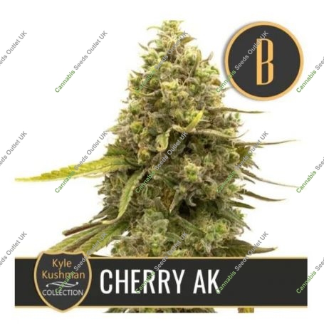 Kyles Cherry AK Feminized Marijuana Strain by Blim Burn For Sale Online at Cannabis Seeds Outlet