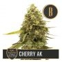 Kyles Cherry AK Feminized Marijuana Strain by Blim Burn For Sale Online at Cannabis Seeds Outlet
