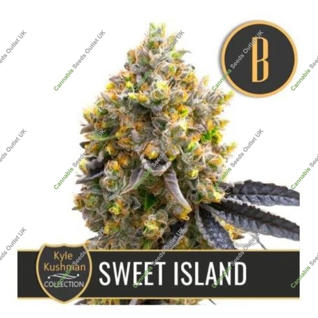 Kyles Sweet Island Feminized Marijuana Strain by Blim Burn For Sale Online at Cannabis Seeds Outlet