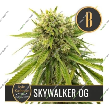 Kyles Skywalker OG Feminized Marijuana Strain by Blim Burn For Sale Online at Cannabis Seeds Outlet