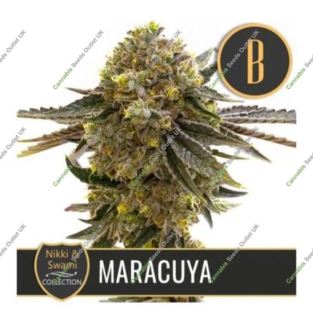 Nikki Swamis Maracuya Feminized Marijuana Strain by Blim Burn For Sale Online at Cannabis Seeds Outlet