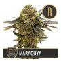 Nikki Swamis Maracuya Feminized Marijuana Strain by Blim Burn For Sale Online at Cannabis Seeds Outlet