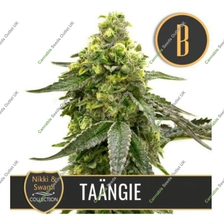 Nikki Swamis Taangie Feminized Marijuana Strain by Blim Burn For Sale Online at Cannabis Seeds Outlet