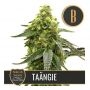 Nikki Swamis Taangie Feminized Marijuana Strain by Blim Burn For Sale Online at Cannabis Seeds Outlet