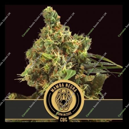 Mamba Negra CBG Feminized Marijuana Strain by Blim Burn For Sale Online at Cannabis Seeds Outlet
