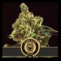 Mamba Negra CBG Feminized Marijuana Strain by Blim Burn For Sale Online at Cannabis Seeds Outlet