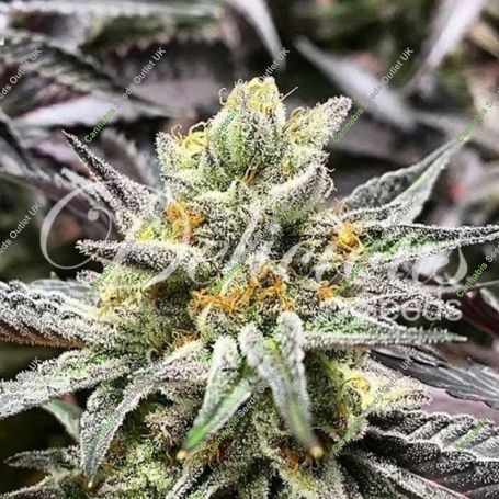 Cookies Feminized Marijuana Strain by Delicious Seeds For Sale Online at Cannabis Seeds Outlet