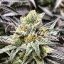 Cookies Feminized Marijuana Strain by Delicious Seeds For Sale Online at Cannabis Seeds Outlet