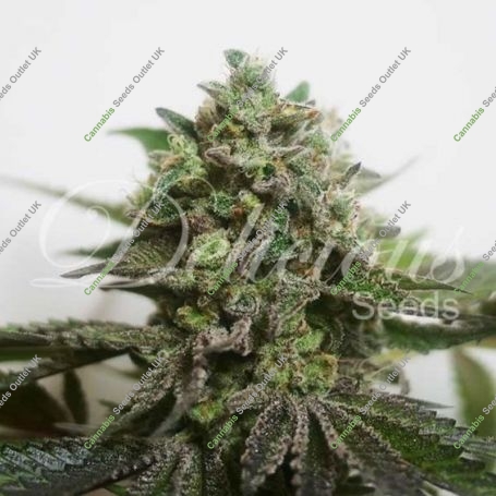 Delimed CBD Plus Feminized Marijuana Strain by Delicious Seeds For Sale Online at Cannabis Seeds Outlet