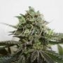 Delimed CBD Plus Feminized Marijuana Strain by Delicious Seeds For Sale Online at Cannabis Seeds Outlet