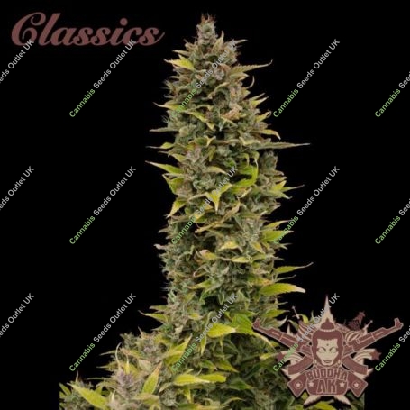 AK Feminized Marijuana Strain by Buddha Seeds For Sale Online at Cannabis Seeds Outlet