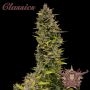 AK Feminized Marijuana Strain by Buddha Seeds For Sale Online at Cannabis Seeds Outlet