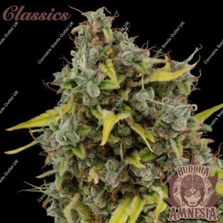 Amnesia Feminized Marijuana Strain by Buddha Seeds For Sale Online at Cannabis Seeds Outlet