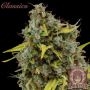 Amnesia Feminized Marijuana Strain by Buddha Seeds For Sale Online at Cannabis Seeds Outlet