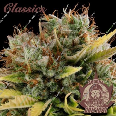 Critical Feminized Marijuana Strain by Buddha Seeds For Sale Online at Cannabis Seeds Outlet