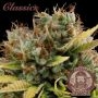 Critical Feminized Marijuana Strain by Buddha Seeds For Sale Online at Cannabis Seeds Outlet