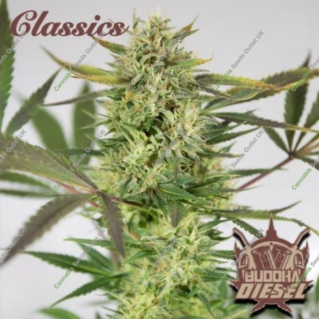 Diesel Feminized Marijuana Strain by Buddha Seeds For Sale Online at Cannabis Seeds Outlet
