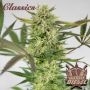 Diesel Feminized Marijuana Strain by Buddha Seeds For Sale Online at Cannabis Seeds Outlet