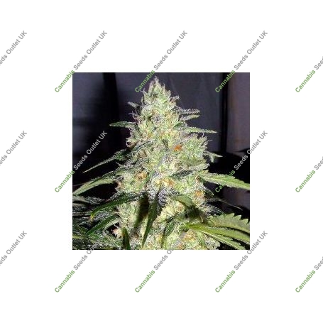 Skunk Feminized Marijuana Strain by Buddha Seeds For Sale Online at Cannabis Seeds Outlet