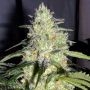 Skunk Feminized Marijuana Strain by Buddha Seeds For Sale Online at Cannabis Seeds Outlet