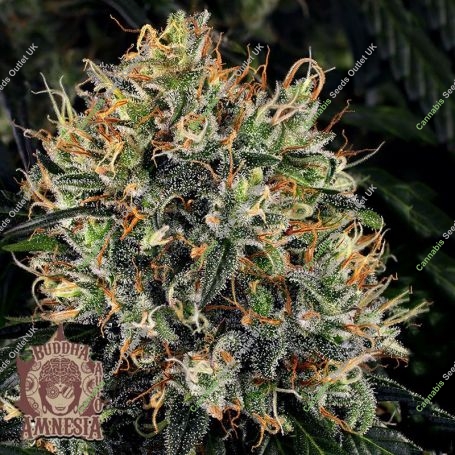 White Widow Feminized Marijuana Strain by Buddha Seeds For Sale Online at Cannabis Seeds Outlet