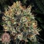 White Widow Feminized Marijuana Strain by Buddha Seeds For Sale Online at Cannabis Seeds Outlet