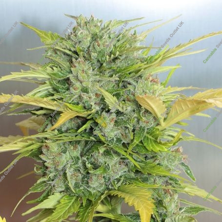 AK Auto Feminized Marijuana Strain by Buddha Seeds For Sale Online at Cannabis Seeds Outlet