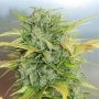 AK Auto Feminized Marijuana Strain by Buddha Seeds For Sale Online at Cannabis Seeds Outlet