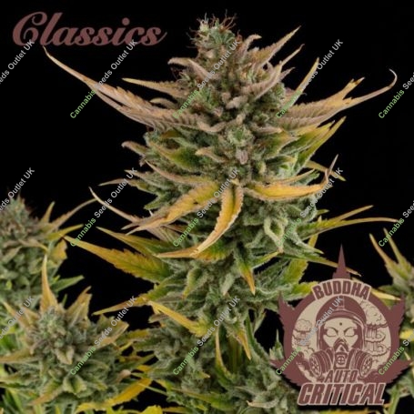 Critical Auto Feminized Marijuana Strain by Buddha Seeds For Sale Online at Cannabis Seeds Outlet