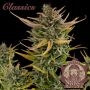 Critical Auto Feminized Marijuana Strain by Buddha Seeds For Sale Online at Cannabis Seeds Outlet