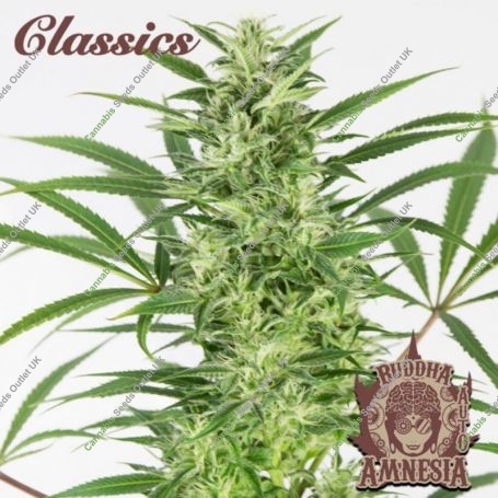 Amnesia Auto Feminized Marijuana Strain by Buddha Seeds For Sale Online at Cannabis Seeds Outlet
