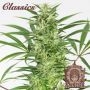 Amnesia Auto Feminized Marijuana Strain by Buddha Seeds For Sale Online at Cannabis Seeds Outlet