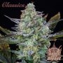 Diesel Auto Feminized Marijuana Strain by Buddha Seeds For Sale Online at Cannabis Seeds Outlet