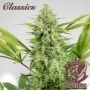 Skunk Auto Feminized Marijuana Strain by Buddha Seeds For Sale Online at Cannabis Seeds Outlet