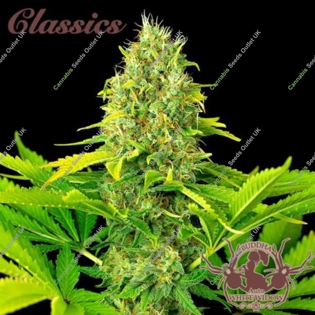 White Widow Auto Feminized Marijuana Strain by Buddha Seeds For Sale Online at Cannabis Seeds Outlet