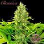 White Widow Auto Feminized Marijuana Strain by Buddha Seeds For Sale Online at Cannabis Seeds Outlet