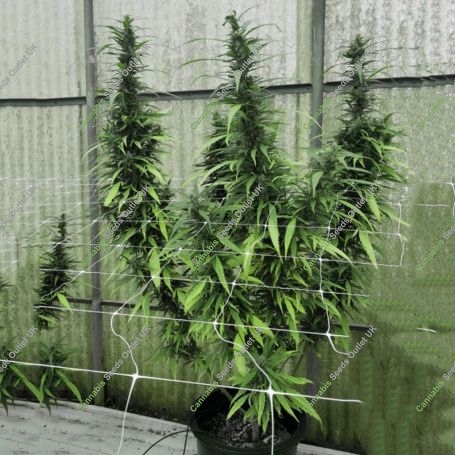 Leviathan CBG Feminized Marijuana Strain by Emerald Triangle For Sale Online at Cannabis Seeds Outlet