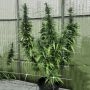 Leviathan CBG Feminized Marijuana Strain by Emerald Triangle For Sale Online at Cannabis Seeds Outlet