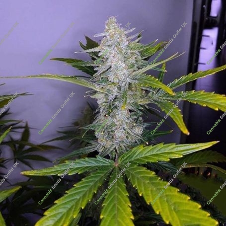 Pineapple Express 2 Auto Feminized Marijuana Strain by G13 Labs For Sale Online at Cannabis Seeds Outlet