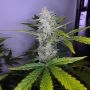 Pineapple Express 2 Auto Feminized Marijuana Strain by G13 Labs For Sale Online at Cannabis Seeds Outlet