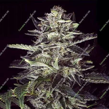 Brain Stroke Auto Feminized Marijuana Strain by High Speed Buds For Sale Online at Cannabis Seeds Outlet
