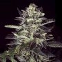 Brain Stroke Auto Feminized Marijuana Strain by High Speed Buds For Sale Online at Cannabis Seeds Outlet