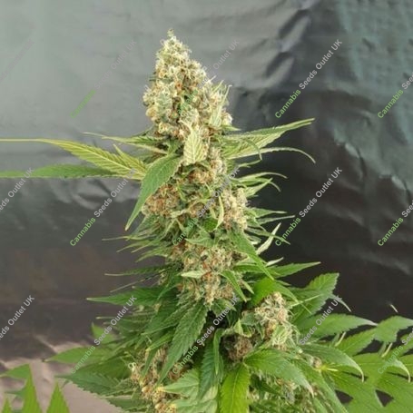 Critical Glue 4 Auto Feminized Marijuana Strain by High Speed Buds For Sale Online at Cannabis Seeds Outlet