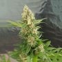 Critical Glue 4 Auto Feminized Marijuana Strain by High Speed Buds For Sale Online at Cannabis Seeds Outlet