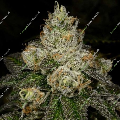 DoSi Face Auto Feminized Marijuana Strain by High Speed Buds For Sale Online at Cannabis Seeds Outlet