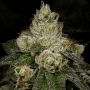 DoSi Face Auto Feminized Marijuana Strain by High Speed Buds For Sale Online at Cannabis Seeds Outlet
