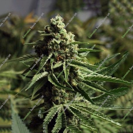 Ghost Train OG Auto Feminized Marijuana Strain by High Speed Buds For Sale Online at Cannabis Seeds Outlet