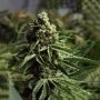 Ghost Train OG Auto Feminized Marijuana Strain by High Speed Buds For Sale Online at Cannabis Seeds Outlet